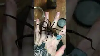 Handling A Wandering Spider