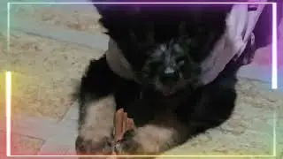 INTRODUCING: SHIMMER #pets 