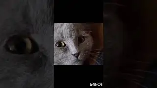 #cat#ash my cat #cutness blast #adorable🐱🍁