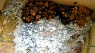Шмель городской или Bombus hypnorum