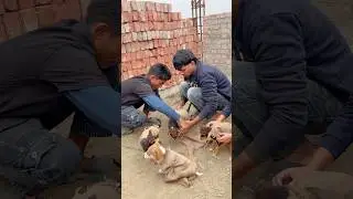 Heart Touching 😭🐶😭#animal #anmals #viralvideo #viralshort #trending #share #animallovers #dog
