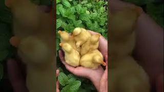 Do you want to see a secret? #shorts #cuteanimals #ducks