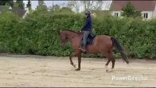 Cheval &agrave; vendre - Jument dressage  - equirodi.com