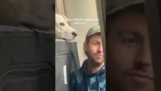 Дэбс и Джейки пытаются сделать селфи | DabsAndJakey #Shorts #Dog #DailyDabs