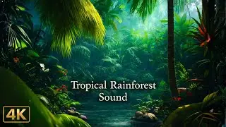 10 Hours of Jungle Forest Sounds for Sleep, Focus & Relaxation
