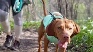 The GF PET&reg; Ice Vest&reg; Keep Your Dog Cool & Comfortable This Summer!