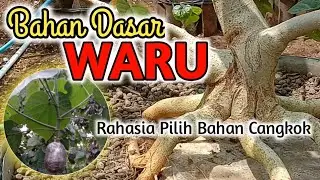 bahan bonsai waru calon juara