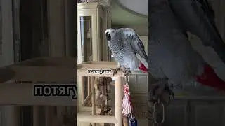 Parrot&rsquo;s Reaction to His Reflection 😂 | Smart Bird Tries to Make a Friend