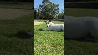 DOG 🐶 VS BUG 🐛