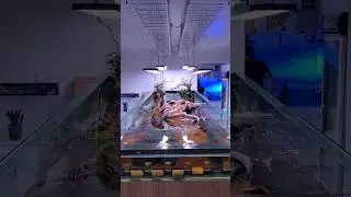 Have you seen this sloped River Tank at Atlas Aquarium? 🐟🌿 #rivertank #aquarium #slopedaquarium