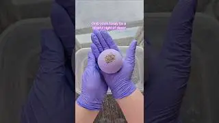 Beauty Sleep bath bombs! #bathbombs #lavender #beautysleep #bathtime #sleep