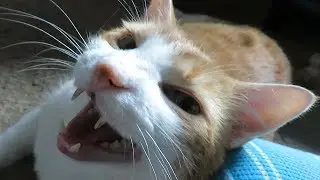 Brushing My Cat While He Meows