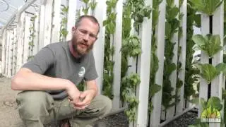 What are the Best Plants for Aquaponics?