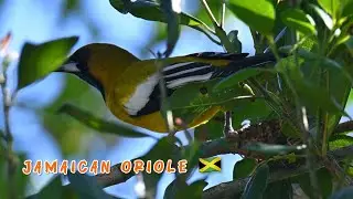 Jamaican oriole found an ants nest in a pimento tree and is making a meal of it 🇯🇲