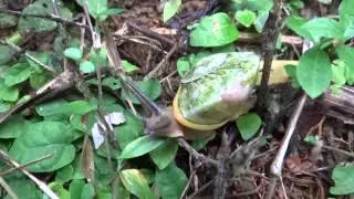 Polydontes acutangula(Caracol Puntiangulado)