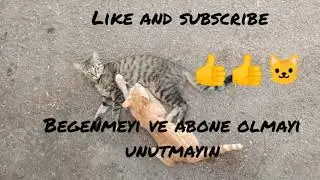 Annesinden her bulduğu yerde süt emen tatlı yavru kedi 😄🍼