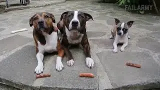 Compilation of animal short videos