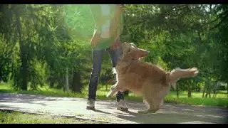 Dog Training ebook FREE Download  - 2023 Guidebook -  The Great Courses