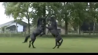 Spanish stallion meets Friesian stallion....