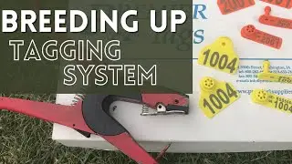 TAGGING SYSTEM for Breeding Up American White Sheep | Balanced Ruminant Grazers Sheep Tagging