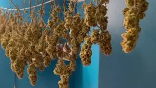 White Opium One Plant Grow - Drying Room