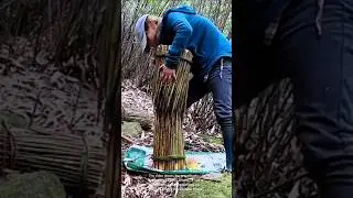 Harvesting bamboo shoots: from forest to market