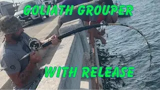 Epic 🔥 Goliath grouper caught and released by boat at the skyway fishing piers #skywaymisfits
