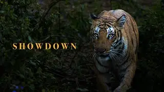 Wildlife Showdown: Tiger vs Deer, Who Will Prevail? |4K| 