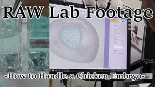 Chick egg handling RAW Footage 21: HE staining