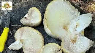 Sawtooth Mushroom