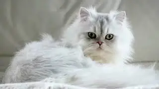 Persian cats are basically fluffy royalty 😹👑