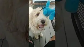 Jack the Real Estate Dog - Wait! What? #shorts