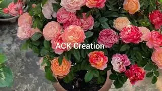 Beauty of nature #spring#rose#flower#garden#viral video #video#beautiful rose#rose garden#nature