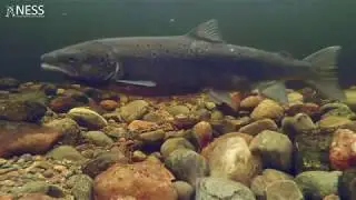 Spawning Salmon ENH 241219