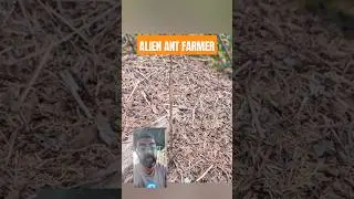 This Ant Builds Empires & Uses Chemical Warfare! 😳🐜 #NatureIsWild