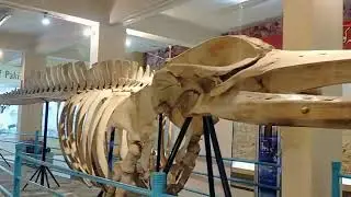 Pakistan museum visit by green school system students 
