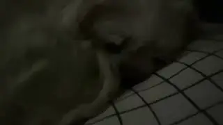 Rat Is a Very Loud Snorer