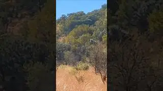 #forestvisit#shortvideo #trending #evidencebased #lifeisbutadream