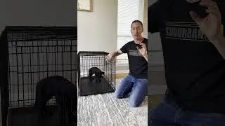 The WRONG Size Crate is Cruel #shorts #dogtraining