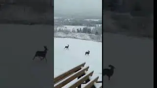 Funny roe deers running!!