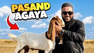 Bakra pasand agaya 😍 konsi nasal ha ye?