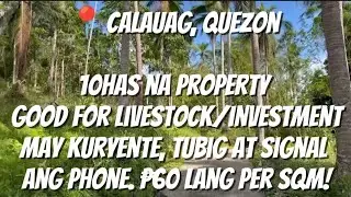 VLOG 187:📍CALAUAG,QUEZON/₱60PER SQM/ALONG BRGY RD/ MARAMING HARDWOOD NIYOG AT FRUIT BEARINGS 