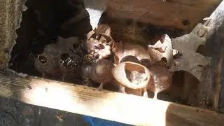 A MELHOR CAIXA PARA ABELHA JANDAIRA (Melipona Subnitida)