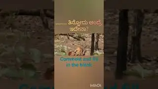 Fill in the blank#funny #viral #shorts #tiger #attack #deer #funny #video #eating