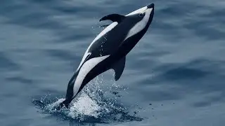 5 Fun Facts About The Hourglass Dolphin