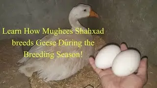 Geese eggs laying || Geese breeding tips || Geese breeding season || Mughees Shahxad