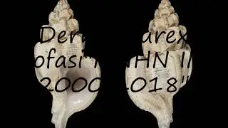 How to pronounce Dermomurex gofasi