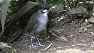 Birding Ecuador 2011 4k, Part 16:  Jocotoco Antpitta & more at Tapichalaca Reserve (Feb 21)