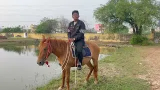 Around The Horsemanship : Introduction to Training a 3 Year old Wild Filly (IRAA) series
