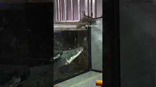 Big Arapaima monster 💀 fish #aquariumfish #fish #arapaima #aquariumfish...../